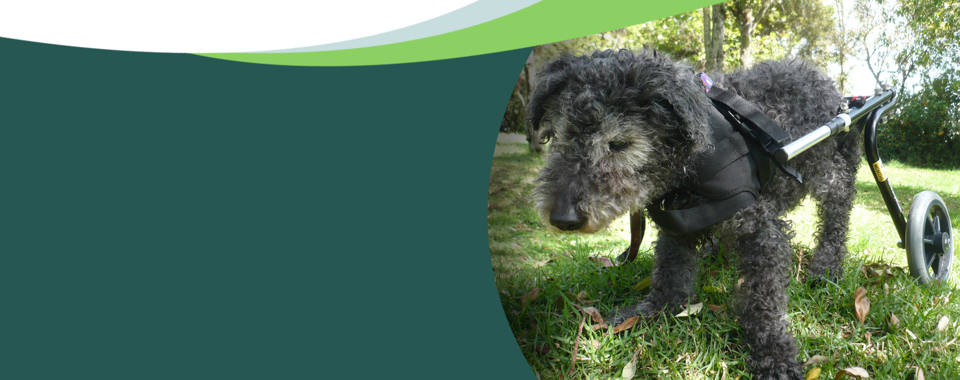 A veces el amor viene sobre ruedas.