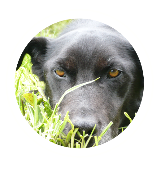 The angel who founded Vivtma